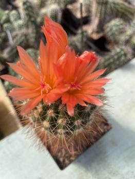 Notocactus muegelianus
